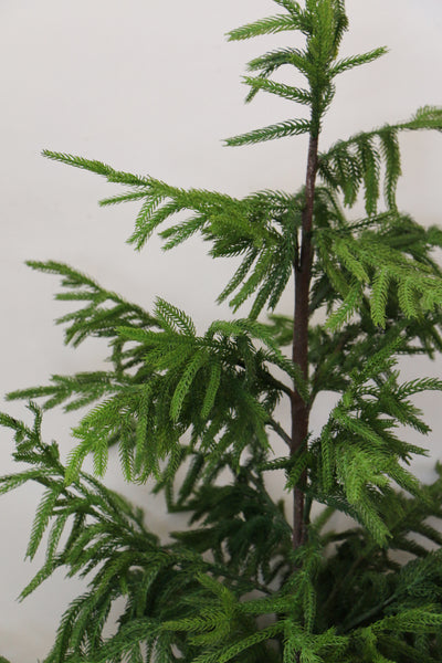 Norfolk Pine Potted  Christmas Tree 1.5m