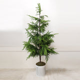 Norfolk Pine Potted  Christmas Tree 1.5m